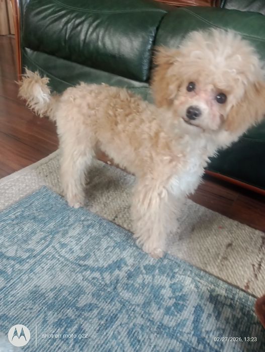 Pudel miniaturowy xBichon frise