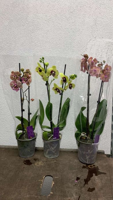 Орхідея орхидеи Берестейска