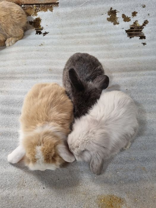 Kit coelhos anoes orelhudos puros na minha criacao na Benedita