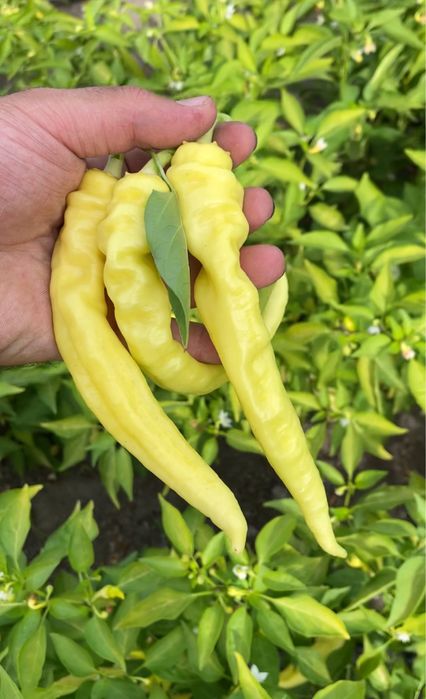 Перец, соління, маринований перец