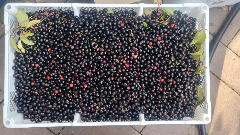 Świeża czeremcha 5 kg