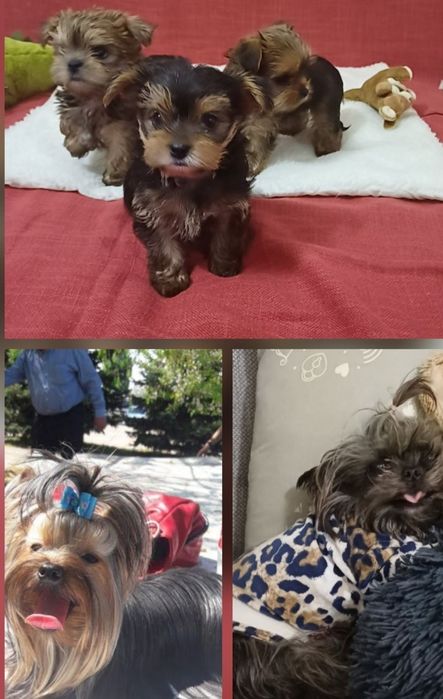 Срочно шикарные щенки йоркширский терьер