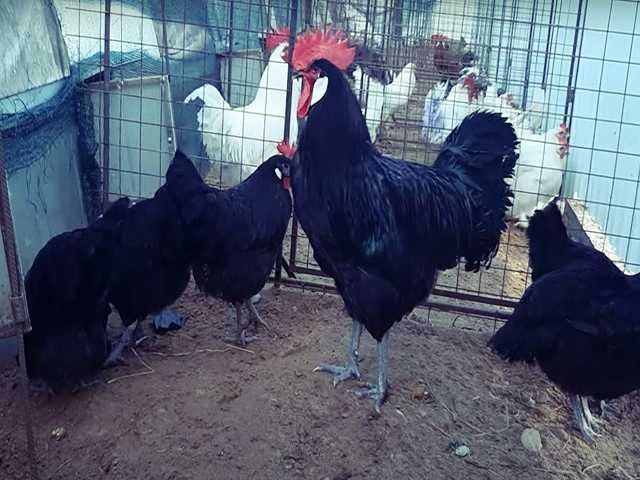 Інкубаційне яйце птиці різних порід Барбезье.