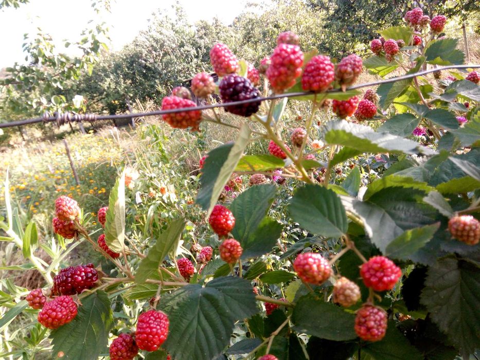 Дача  СТ Дніпро с. Благодатне