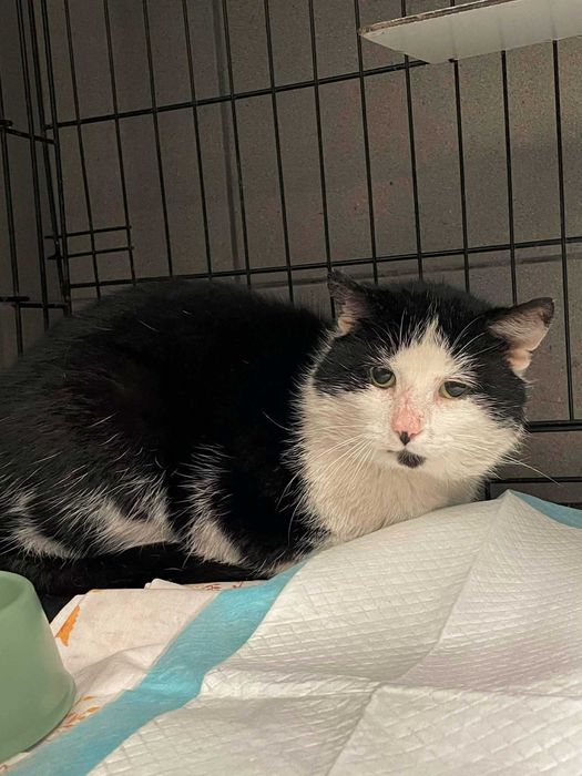 Kocurek szuka domku!!!nie chce wracac na ulicę!