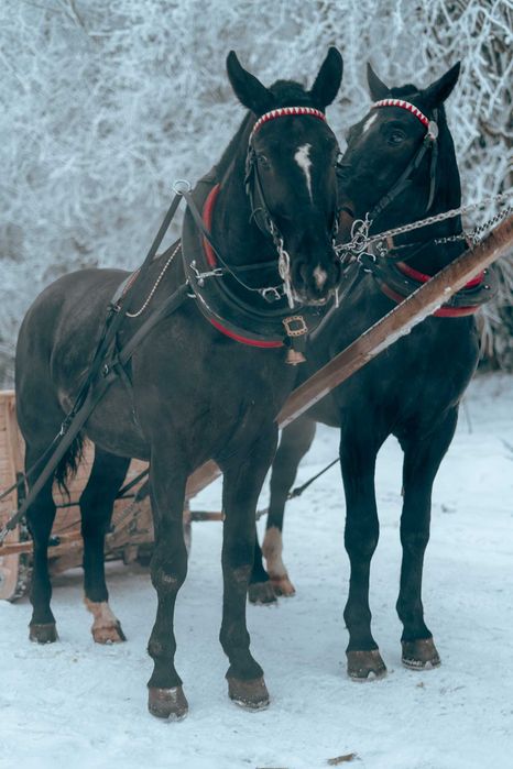 Sprzedam wałach śląski 3 lata