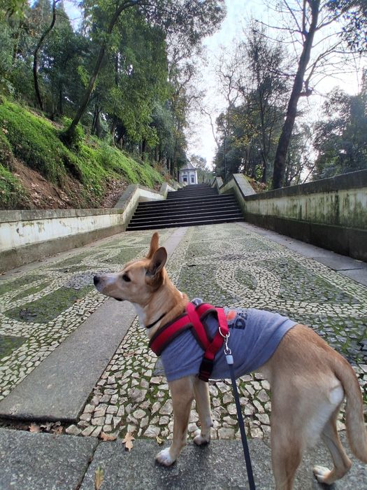Cadela para adoção responsável