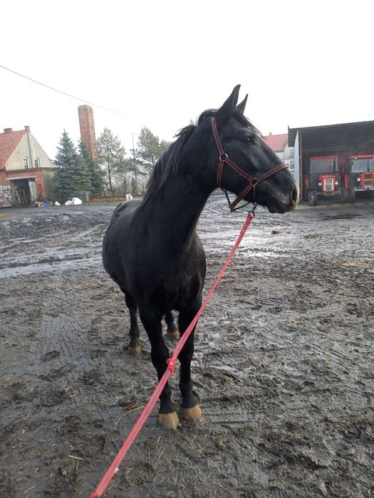 Sprzedam konie śląskie