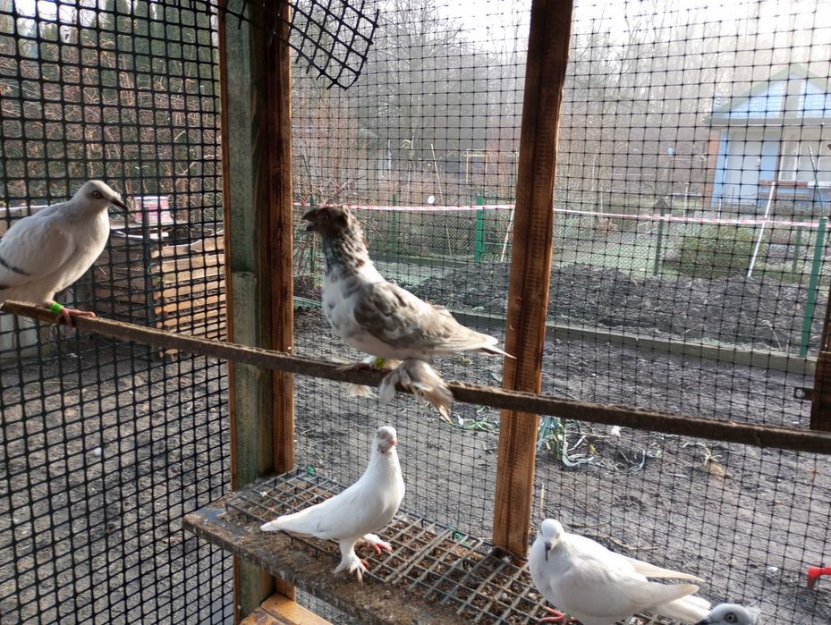 gołebie żałobniki