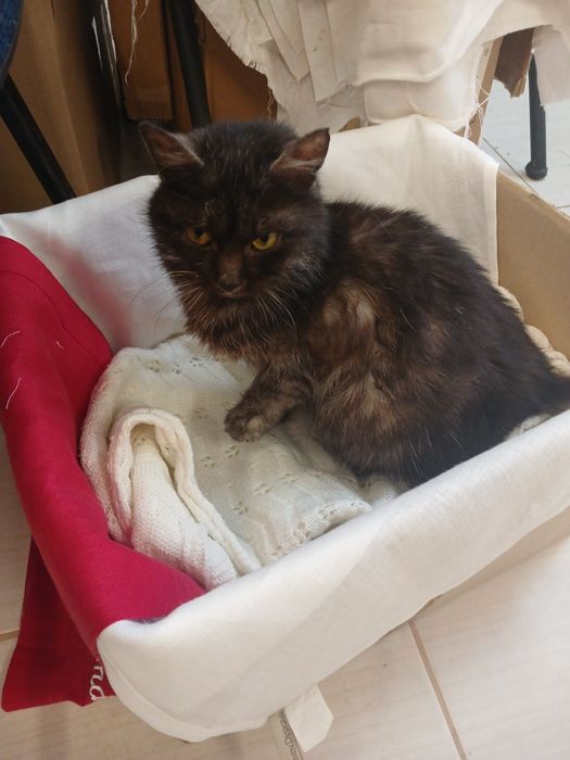 Відам в добрі руки кицю