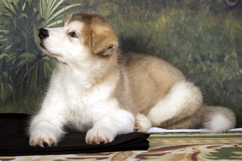 Аляскинский маламут