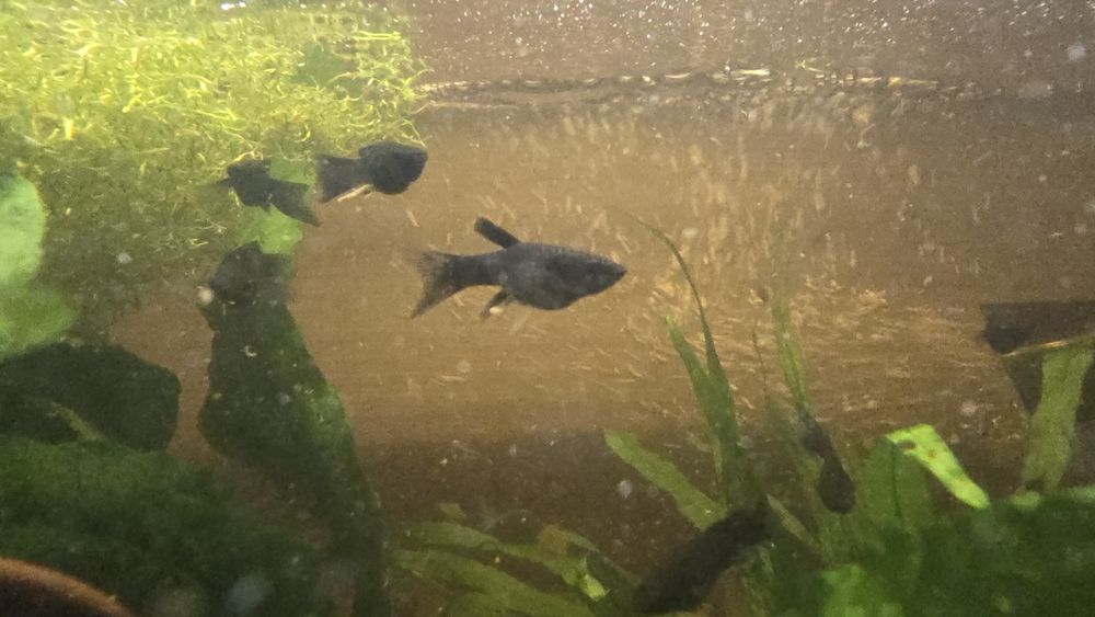 Molinezja czarna i nakrapiana. Młode rybki akwariowe. Zdrowe..