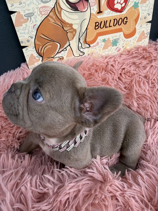 Menina buldog frances lilac