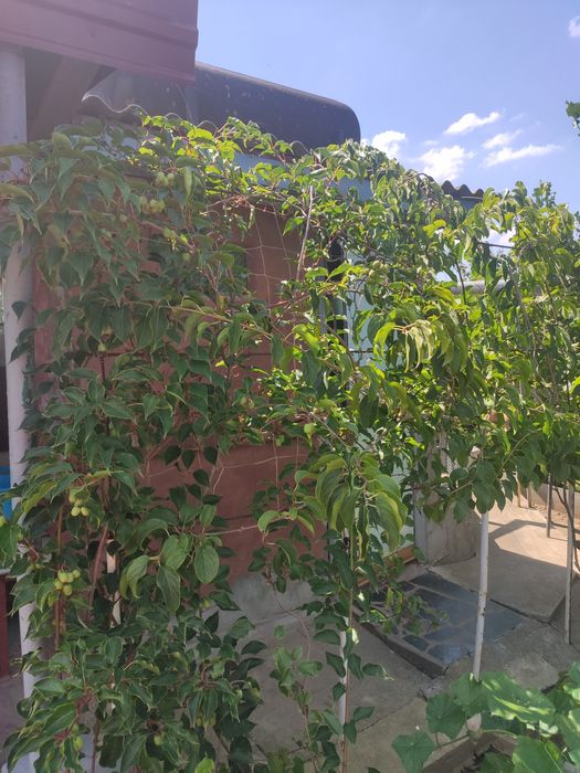 Продається дача в смт.Браїлів