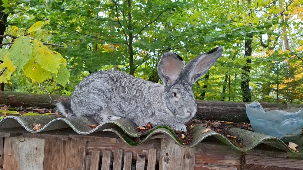 Бельгійський велетень