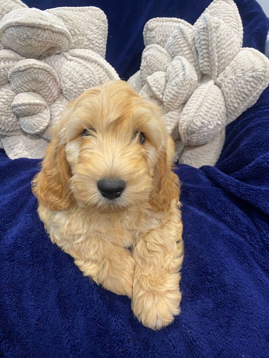 Sprzedam piękne cockapoo