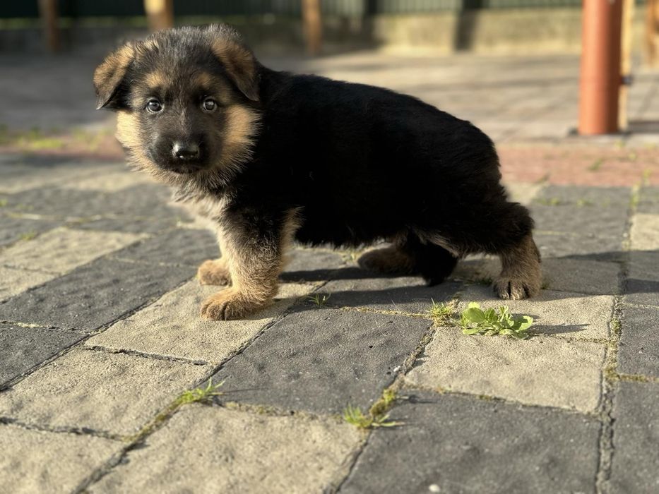 Німецька вівчарка ( дівчата та хлопчики )