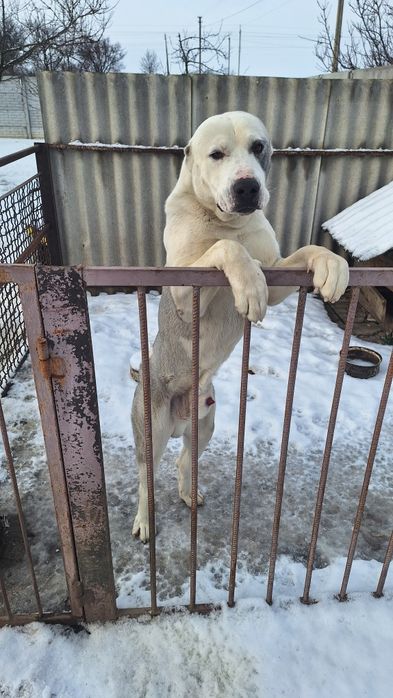 Кобель Алабай в добрі руки