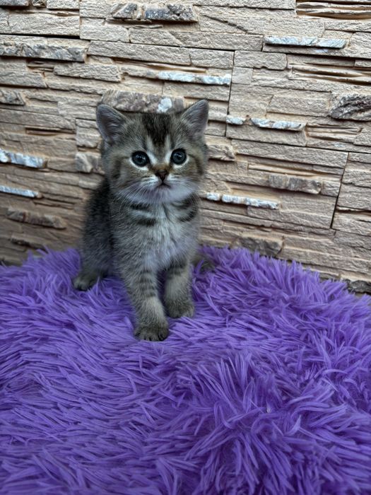 Шотландская девочка