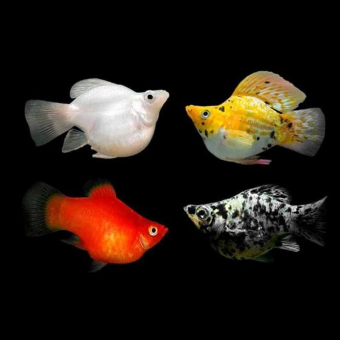 Molly Balão Sortida - Poecilia latipina