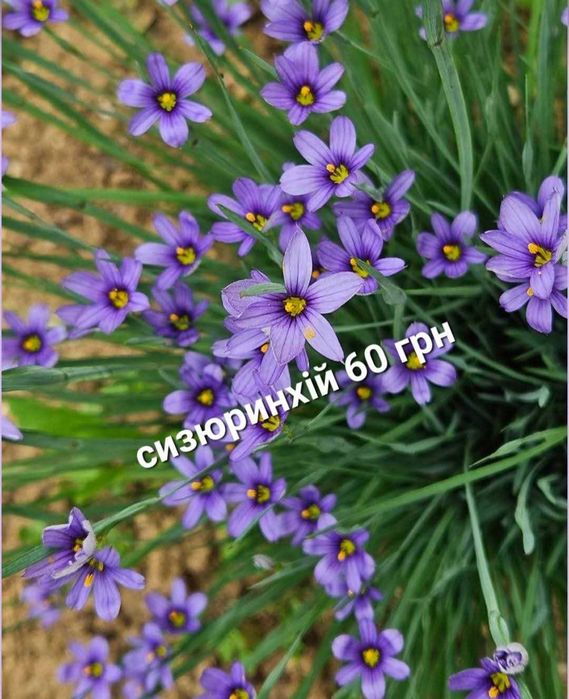 Саженцы цветов астильба ромашка колокольчик флокс