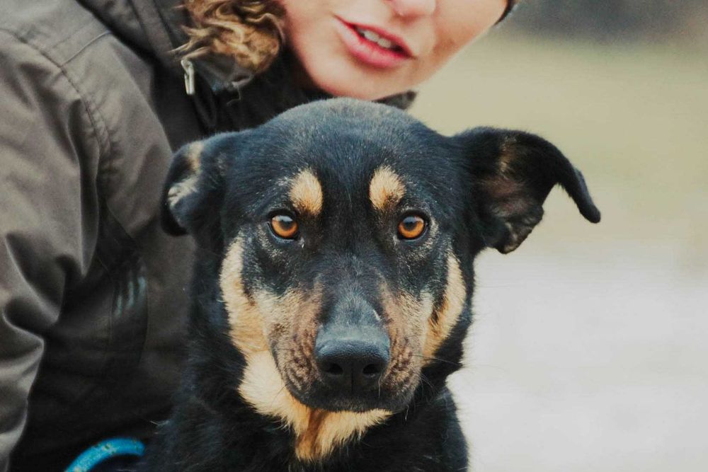 Dili - śliczna suczka szuka domu