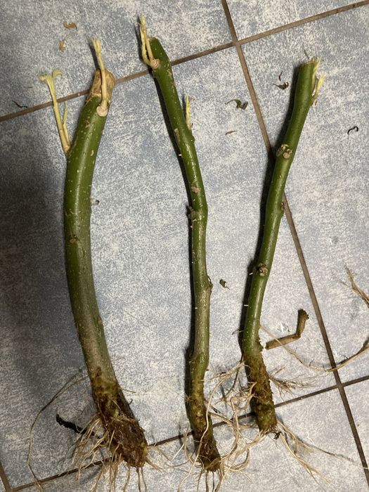 Datura - Brugmansja zółta sadzonki - zostalo 8 sadzonek