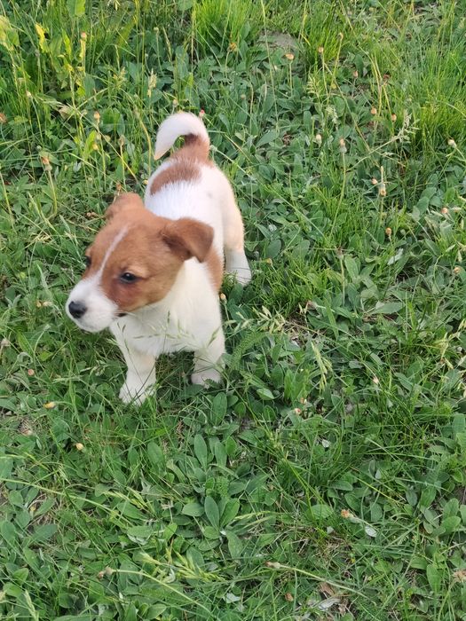 Jack Russell Terrier