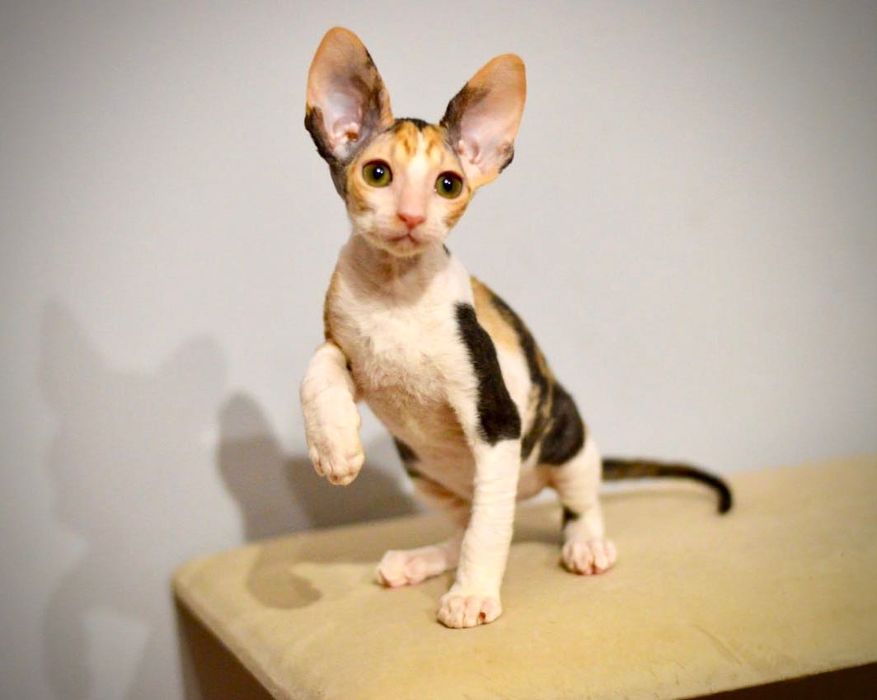 Koteczka Cornish rex