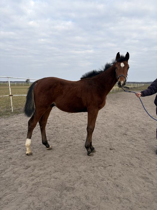 Ogierek 2025 Vincento des Fortes (Calvaro Z) x Klasyk (Elmero Ramiro Z