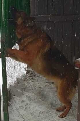 Питомник предлогает крупных и ярких лучших щенков.