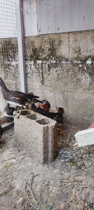Patos mandarins de 2026