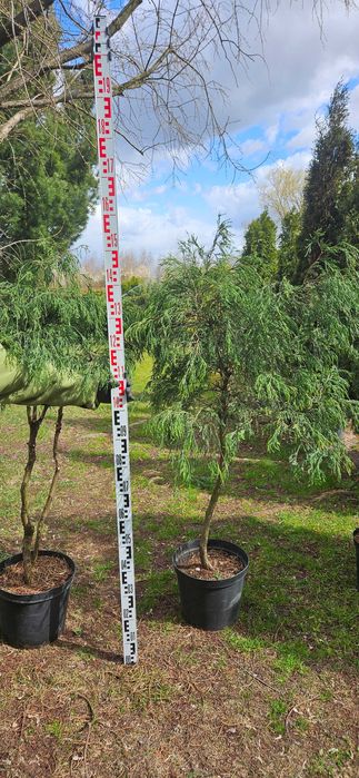 Cyprysik groszkowy cyprys na pniu formowany