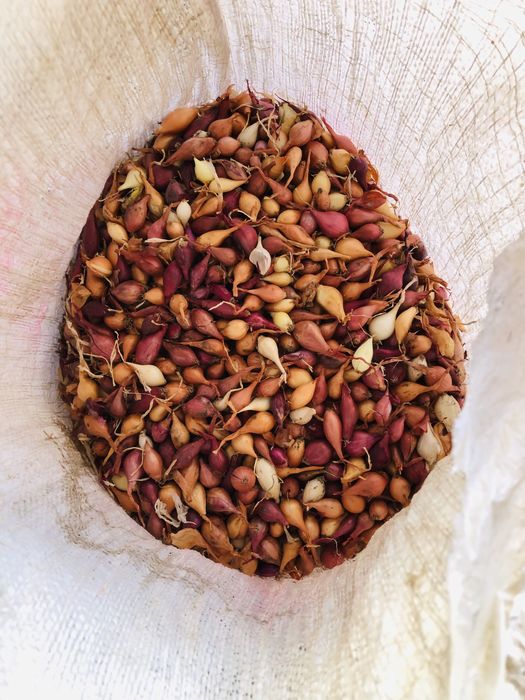 Продам Лук севок