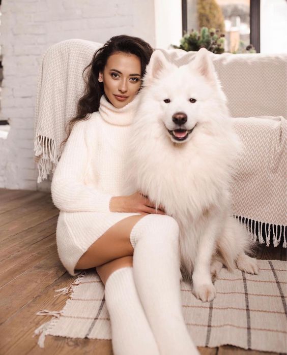 Собака самоед для фотосессии, аренда собаки самоеда для съемки