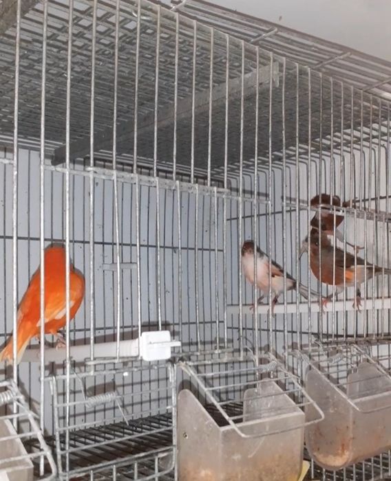 Canários com qualidade