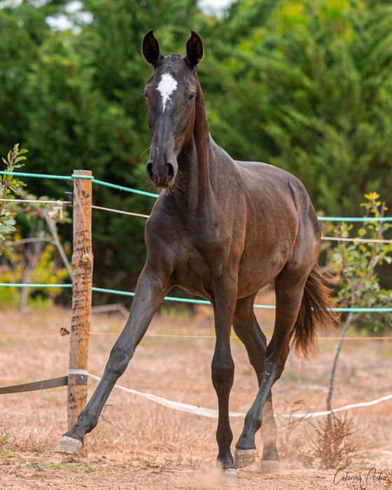 Poldra Puro Sangue Lusitano (1 ano)