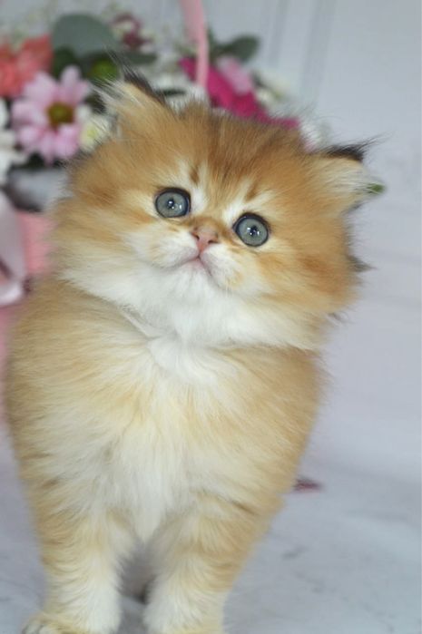 Британские котята золотая шиншилла/британські котята золота шиншила