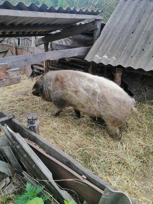 Угорська пухова мангалиця