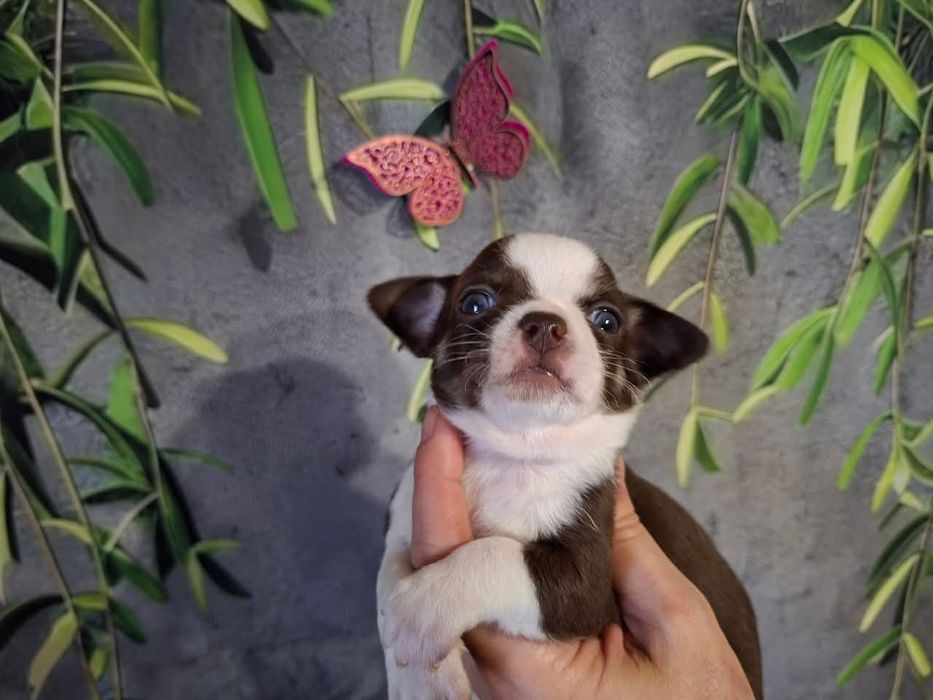 Śliczny piesek Chihuahua czekoladowo biały. REZERWACJA