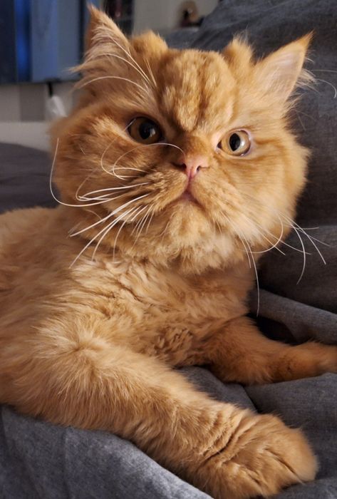 Benji Gatinho Persa Red Tabby  para Acasalar