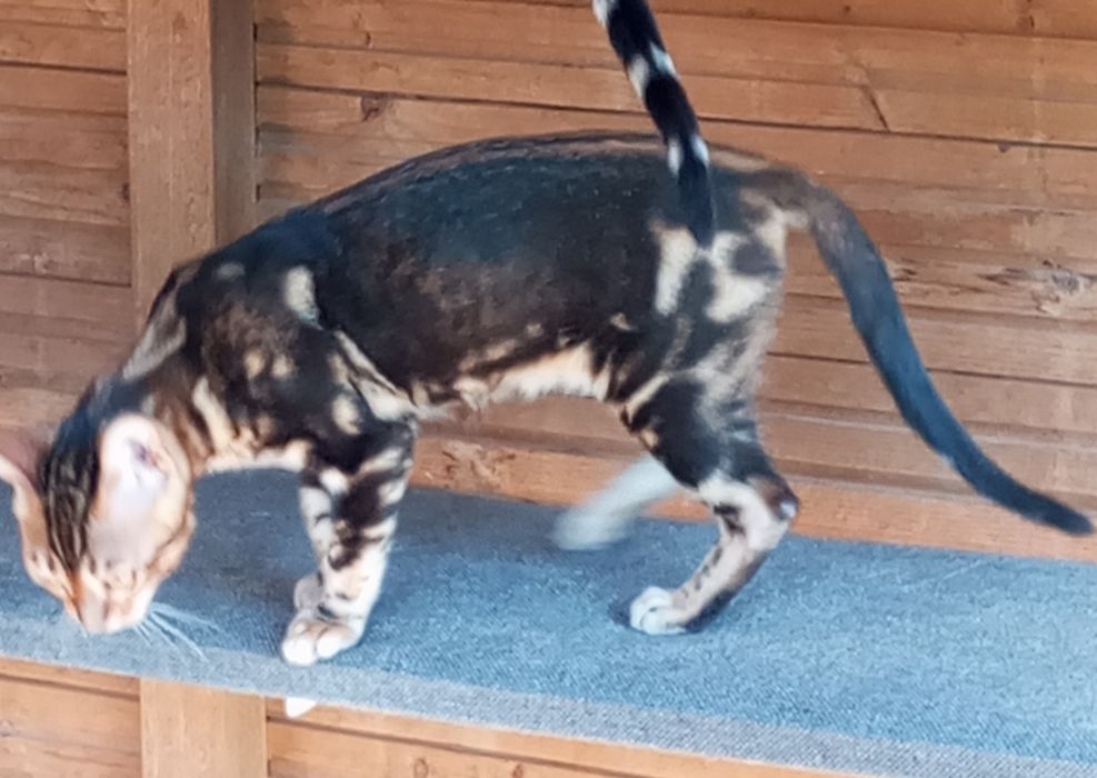 Kotek bengalski samica gotowa do odbioru PZF