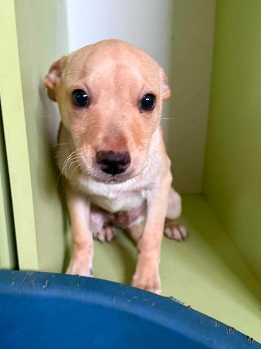 Malibu i Mimosa - słodziaki do adopcji