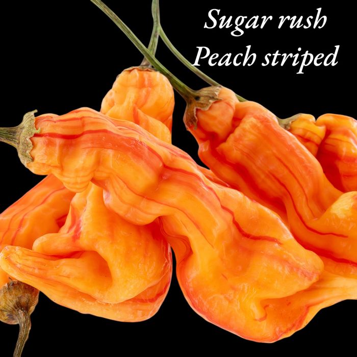 Vendo sementes de malaguetas/ pimentas com ofertas