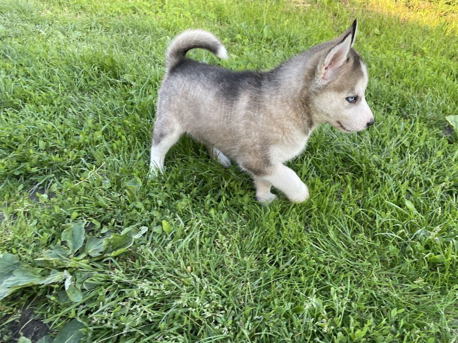 Szczeniak Siberian Husky