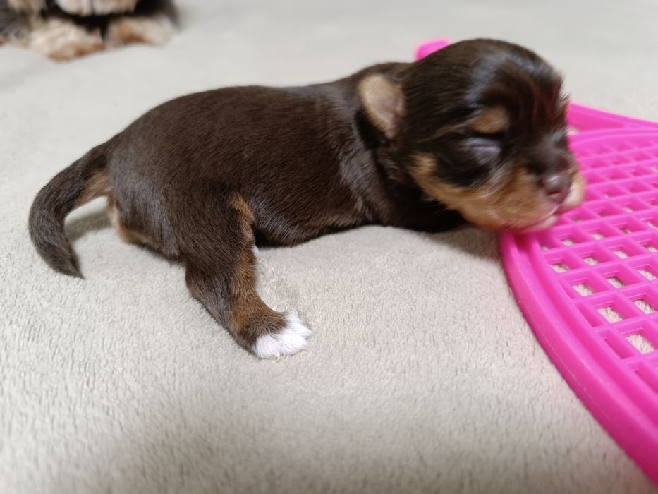 Йоркширский терьер (бронь)