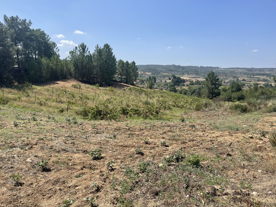 Terreno-Quinta em Caria 5 Hectares Vinha Rustico/Urbano