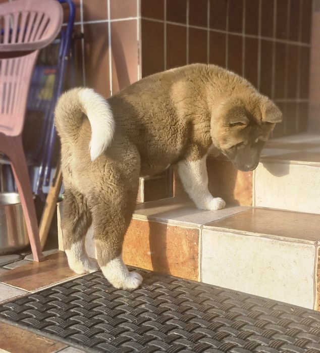 Akita Amerykanska FCI piesek zkwp