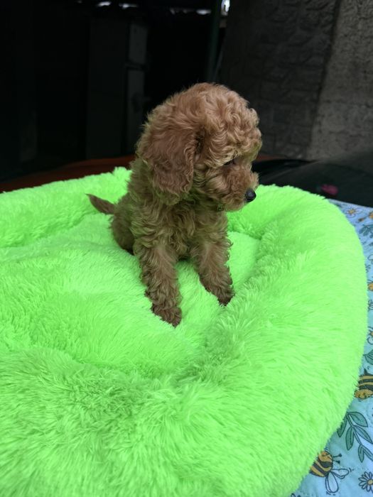 Дівчинка той пуделя