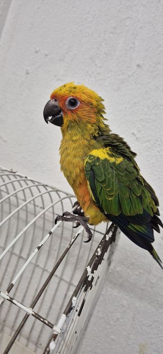 Aratingas domesticadas